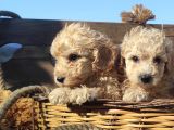 Poodle Tadi̇nda F1 Malti̇po Yavrular