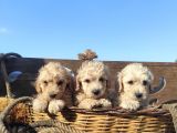 Poodle Tadi̇nda F1 Malti̇po Yavrular