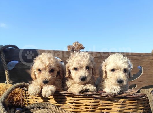 Poodle Tadi̇nda F1 Malti̇po Yavrular görsel