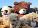 Poodle Tadi̇nda F1 Malti̇po Yavrular