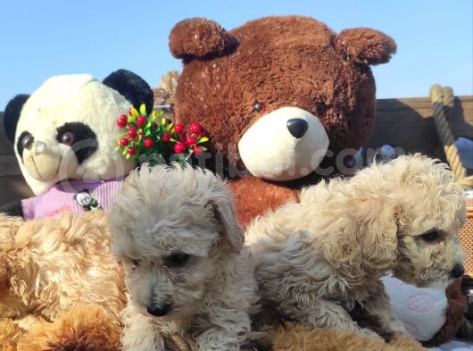 Poodle Tadi̇nda F1 Malti̇po Yavrular görsel