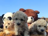 Poodle Tadi̇nda F1 Malti̇po Yavrular