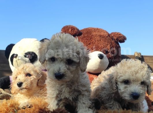 Poodle Tadi̇nda F1 Malti̇po Yavrular görsel