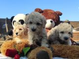 Poodle Tadi̇nda F1 Malti̇po Yavrular