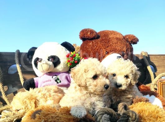 Poodle Tadi̇nda F1 Malti̇po Yavrular görsel