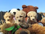 Poodle Tadi̇nda F1 Malti̇po Yavrular