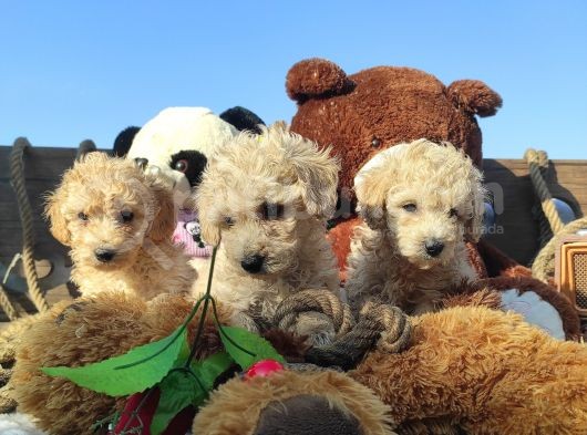 Poodle Tadi̇nda F1 Malti̇po Yavrular görsel