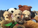 POODLE TADİNDA F1 MALTİPO YAVRULAR