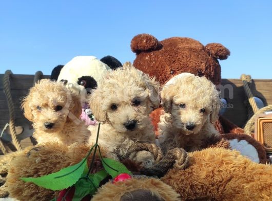 POODLE TADİNDA F1 MALTİPO YAVRULAR