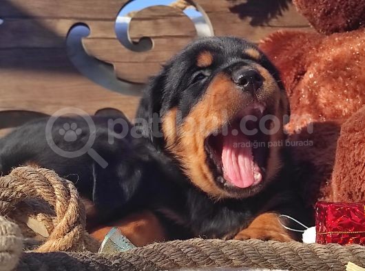 Uygun Deği̇l Kali̇teli̇ Rotwei̇ller Yavrulari̇ görsel