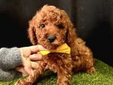 Irkının En Iyileri Toy Poodle Yavrular 