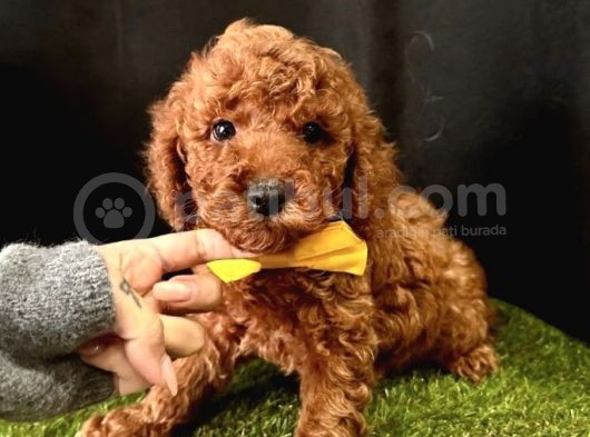 Irkının En Iyileri Toy Poodle Yavrular  görsel