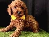 Irkının en iyileri toy poodle yavrular 
