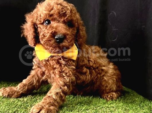 Irkının En Iyileri Toy Poodle Yavrular 