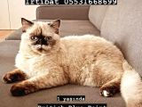 British Shorthair Blue Point