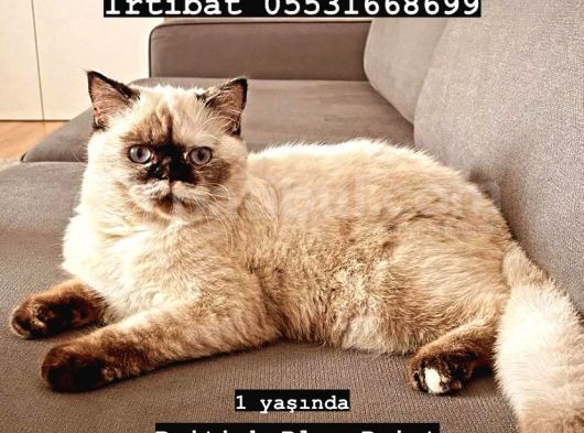 British Shorthair Blue Point görsel