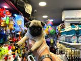 YURT DIŞI GİRİŞLİ  - SAĞLIK VE IRK GARANTİLİ  - PUG BEBEKLER