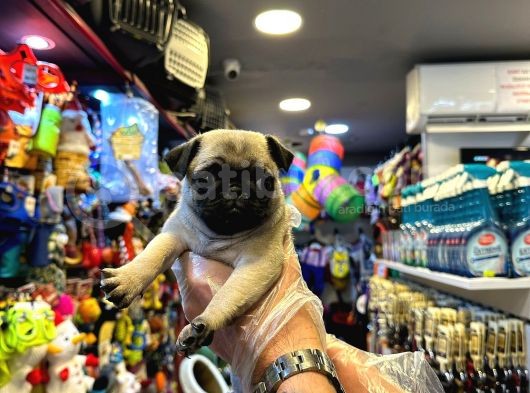 Yurt Dişi Gi̇ri̇şli̇  - Sağlik Ve Irk Garanti̇li̇  - Pug Bebekler