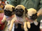 Yurt Dişi Gi̇ri̇şli̇  - Sağlik Ve Irk Garanti̇li̇  - Pug Bebekler