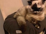 British shorthair blue point