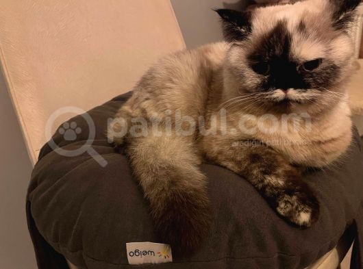British Shorthair Blue Point