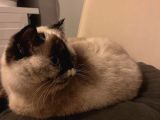 British Shorthair Blue Point