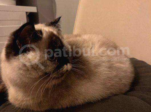 British Shorthair Blue Point görsel