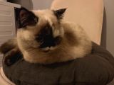 British Shorthair Blue Point