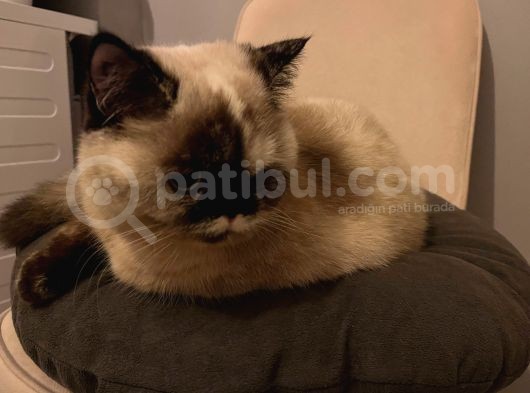 British Shorthair Blue Point görsel