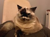 British Shorthair Blue Point