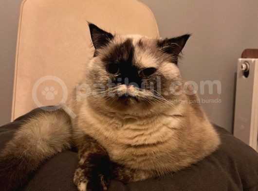 British Shorthair Blue Point görsel