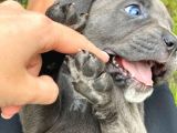 Sağlıklı Özel Irk Cane Corsa Blue Yavrularım