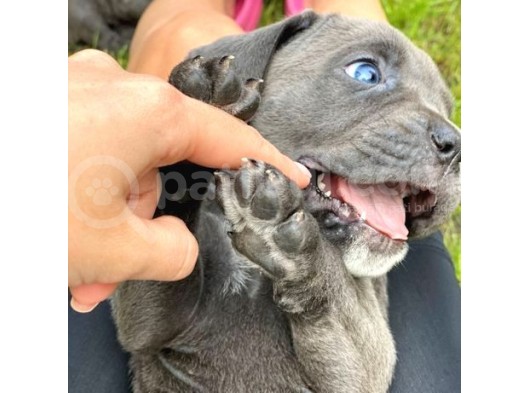 Sağlıklı Özel Irk Cane Corsa Blue Yavrularım görsel