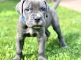Sağlıklı Özel Irk Cane Corsa Blue Yavrularım