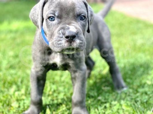 Sağlıklı Özel Irk Cane Corsa Blue Yavrularım görsel