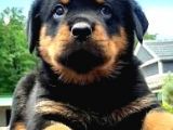 sAFKAN ÖZEL IRK Rottweiler YAVRULARIM