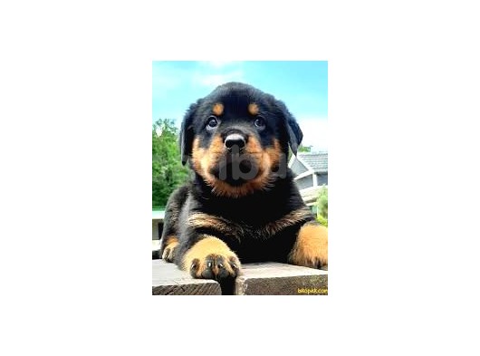 Safkan Özel Irk Rottweiler Yavrularim