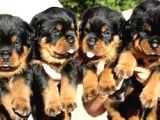 Safkan Özel Irk Rottweiler Yavrularim
