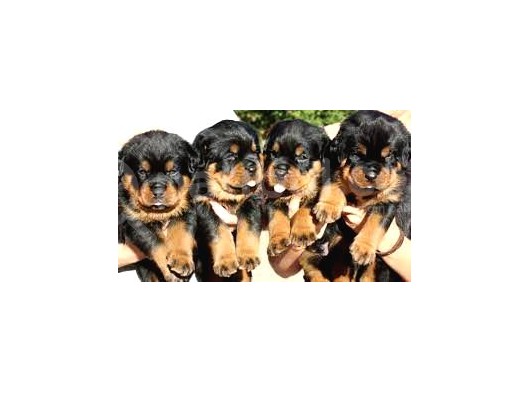 Safkan Özel Irk Rottweiler Yavrularim görsel