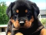 Safkan Özel Irk Rottweiler Yavrularim