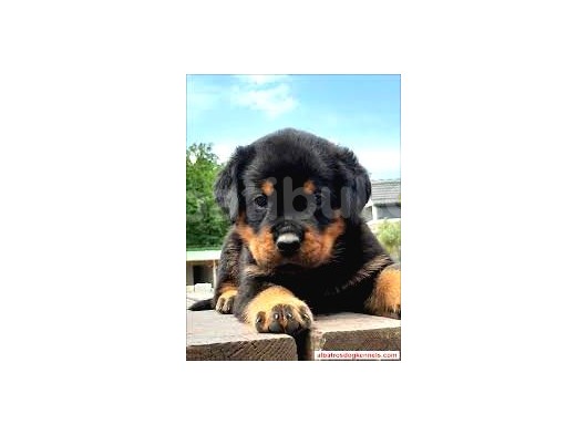 Safkan Özel Irk Rottweiler Yavrularim görsel