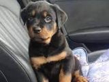 Safkan Özel Irk Rottweiler Yavrularim