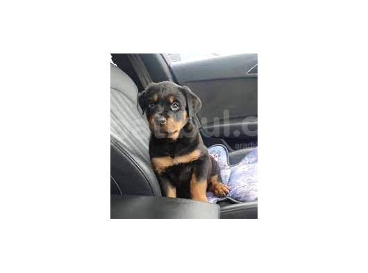 Safkan Özel Irk Rottweiler Yavrularim görsel
