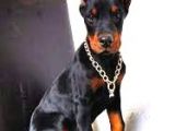 Safkan Özel Irk Doberman Yavrularım