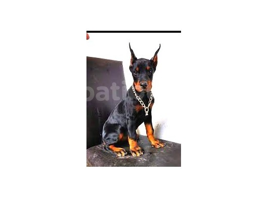 Safkan Özel Irk Doberman Yavrularım