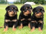 Safkan Özel Irk Rottweiler Yavrularim