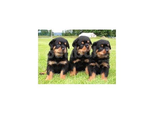 Safkan Özel Irk Rottweiler Yavrularim görsel