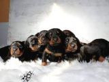 Safkan Özel Irk Doberman Yavrularım