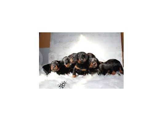 Safkan Özel Irk Doberman Yavrularım görsel