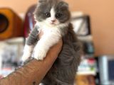 Bi colar yavrularımız scottish fold